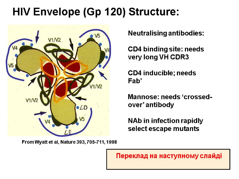 HIV Envelope (Gp 120) Structure: Neutralising antibodies:  CD4 binding site: needs very long